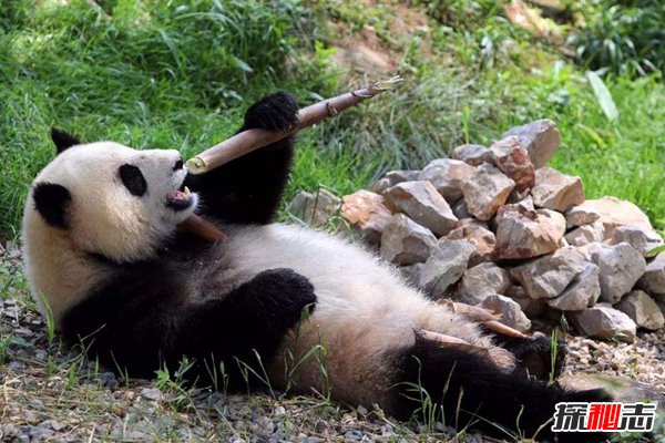 野生大熊猫最怕什么？遇到这种动物只能束手就擒