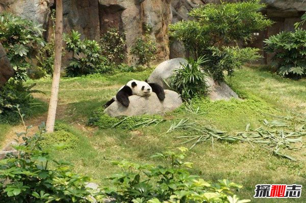 熊猫在国外的地位 居民夹道欢迎堪比国家领导人
