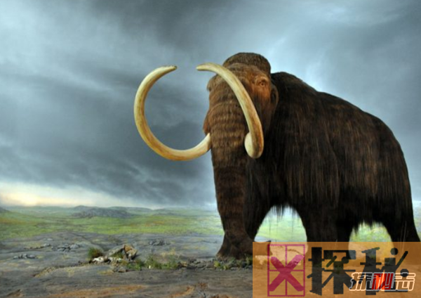世界已灭绝的十大动物 第二牙齿长五米,第四厄运象征