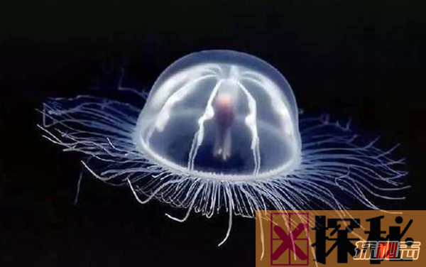灯塔水母真的永生吗?10大最长寿的动物排名