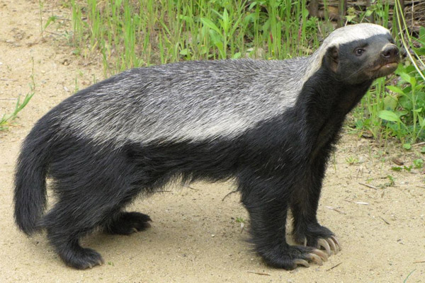 动物界中最记仇的四种动物，平头哥蜜獾只能屈居第四