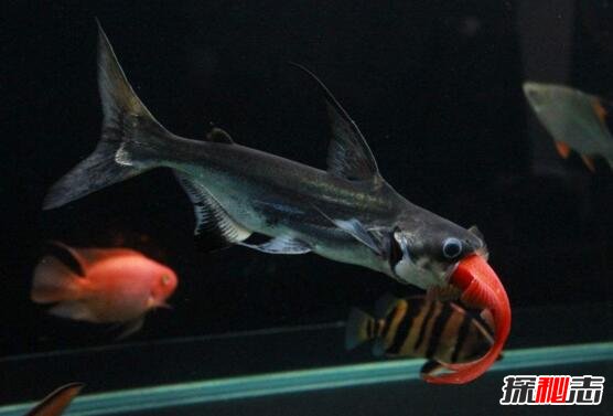 濒临灭绝的成吉思汗鱼，生性彪悍体长超1米(鱼界平头哥)