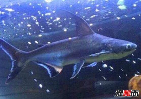 濒临灭绝的成吉思汗鱼，生性彪悍体长超1米(鱼界平头哥)