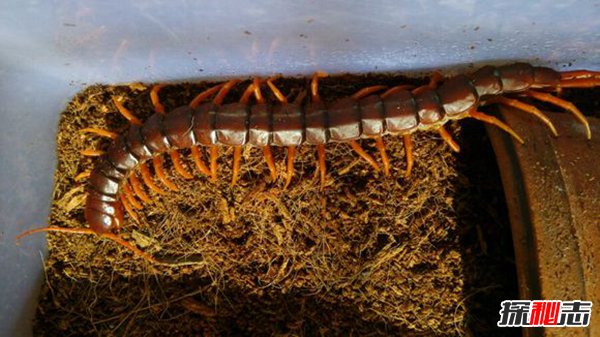世界十大著名蜈蚣 加拉帕格斯巨人蜈蚣体型巨大可达46厘米