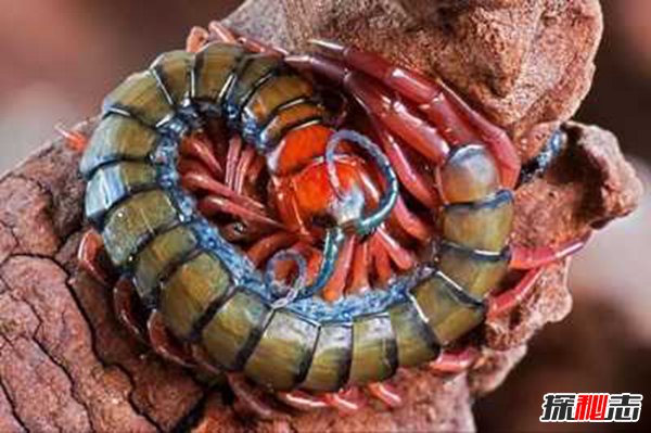 世界十大著名蜈蚣 加拉帕格斯巨人蜈蚣体型巨大可达46厘米