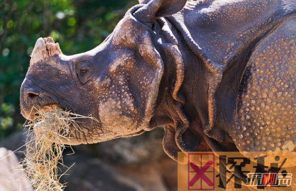 犀牛灭绝的真正原因揭秘 角价值堪比黄金,无水能活5天