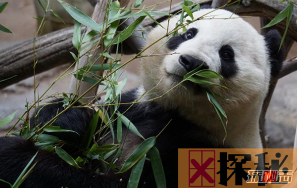 世界上最懒的10种动物 大熊猫排第七,第十懒到不愿觅食