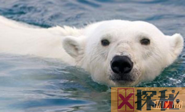 北极熊灭绝真的假的?盘点熊的十大特征和本领