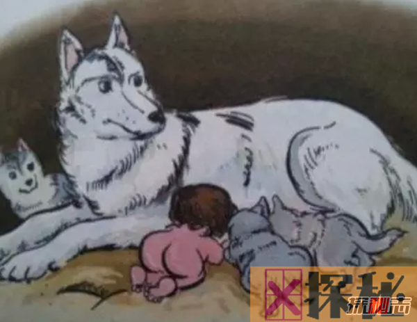 狼为什么会养人类婴儿?关于狼的10个惊天事实(真相揭秘)