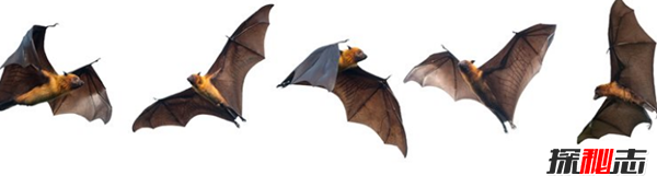 蝙蝠飞进屋里是吉是凶?蝙蝠的十大生活特征及寓意