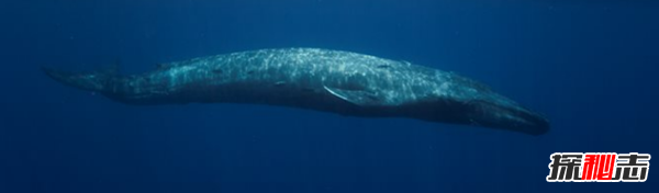 鲸的叫声为什么那么悲?盘点鲸鱼的十大习性及本领鲸的叫声为什么那么悲?盘点鲸鱼的十大习性及本领