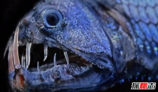 海底深处恐怖鱼类 生性残忍外形吓人毒蛇鱼（极其危险）