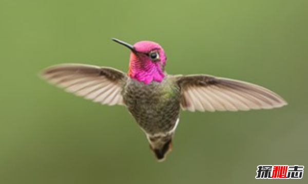 鸟类为什么濒临灭绝?关于鸟类的十大趣味知识
