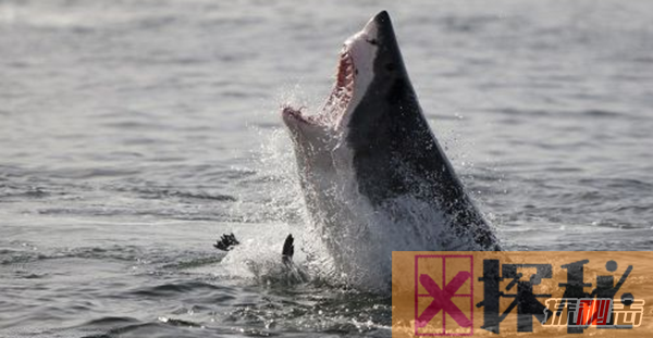 鲨鱼攻击事件哪里最多?鲨鱼攻击的十大可怕之处