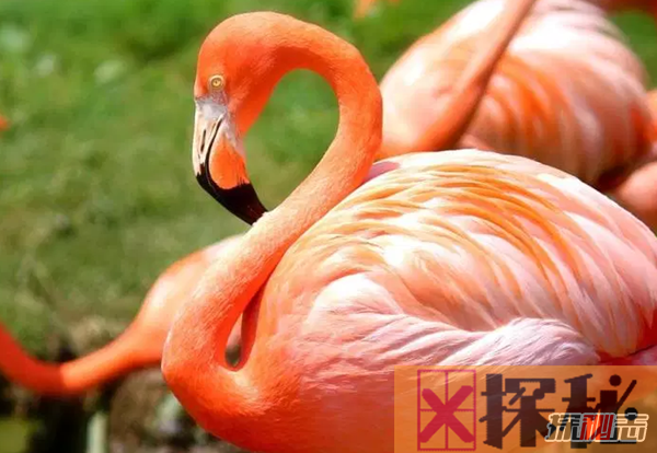 世界上十大粉红色动物 第六寿命长达五年,第一四肢能再生世界上十大粉红色动物 第六寿命长达五年,第一四肢能再生
