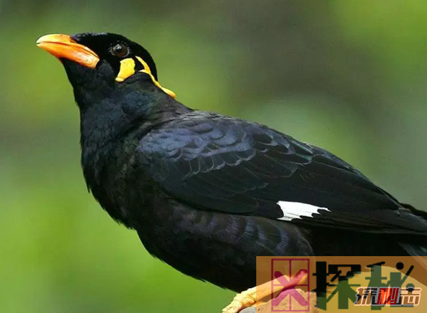 说话能力最强的10种鸟 第二能记住约1700个单词