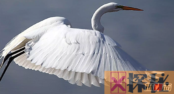 世界上最美丽的10种白鸟 没见过的可亏大了!(图片曝光)