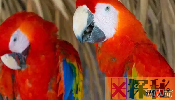 世界上十大颜色最鲜艳的鸟 第八能模仿人类语言(极聪明)