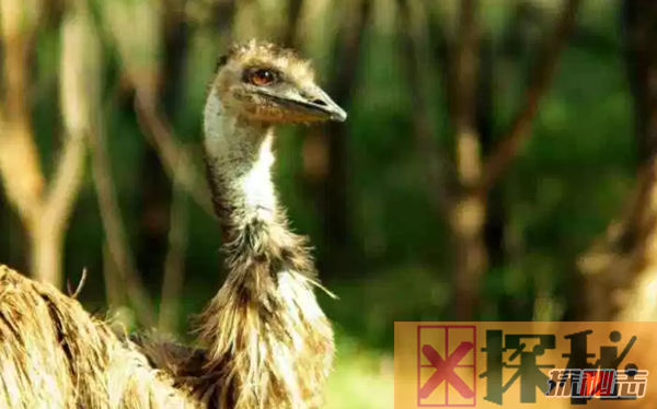 世界上10只最大的活鸟 第九腿短跑得快,第二寿命长达50年