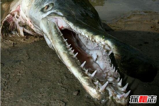 世界十大凶猛淡水鱼排行榜，坦克鸭嘴鲶鱼食人肉(超恐怖)