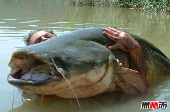 世界上最凶猛的淡水鱼，亚马逊鲇鱼体长3米能吞人(视频)