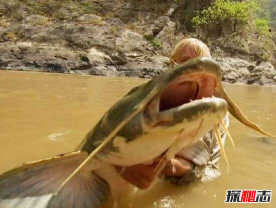 世界上最大的淡水鱼，坦克鸭嘴巨型鲶鱼(吞食人肉/水怪)