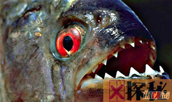 世界上10大长得最诡异的鱼 第十寿命长达150年(电流极强)