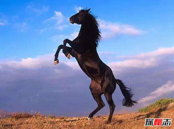 中国古代十大名马 每一匹都非同凡响大有来头