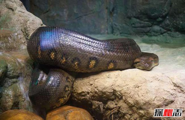 世界最长的蛇有多长？中国发现200米巨蟒真相揭秘