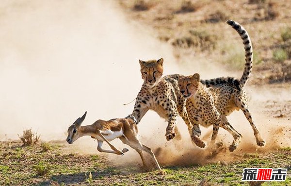 肯尼亚动物大迁徙 不容错过的人间奇迹