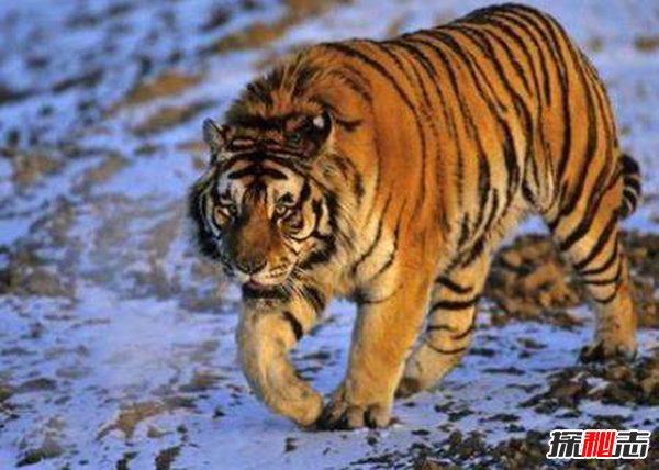 世界最大的老虎780公斤？前苏联捕捉到780公斤老虎？