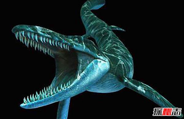 史前海洋十大霸主 旋齿鲨超强咬合力海洋中称霸