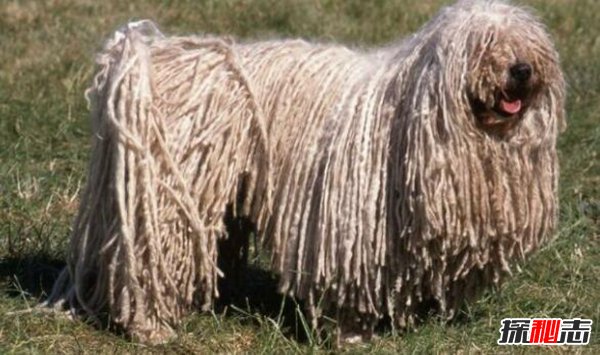 世界十大最丑的狗 第三来自中国天生造型杀马特