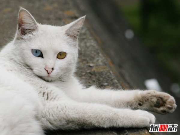 世界上颜值最高十种猫 第一长相迷人称之为仙女猫