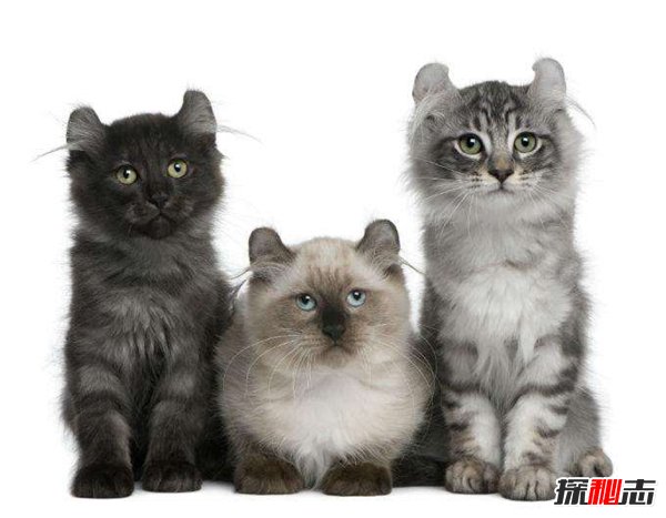 世界上颜值最高十种猫 第一长相迷人称之为仙女猫