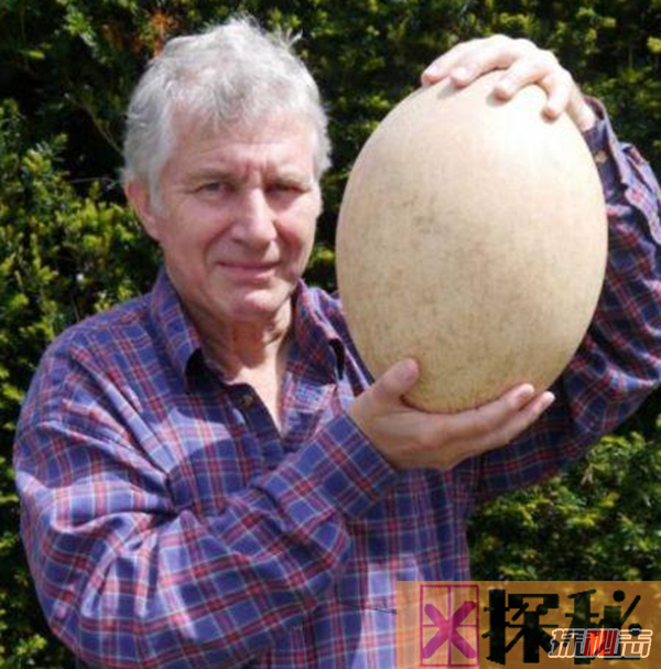 一枚鸡蛋约重多少克?揭秘世界上最大的鸡蛋