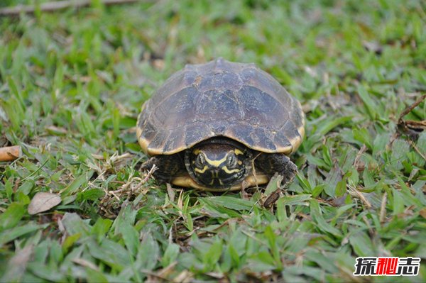 乌龟最长寿命是多少年？千年王八万年龟说法可信吗？