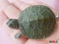 乌龟最长寿命是多少年？千年王八万年龟说法可信吗？