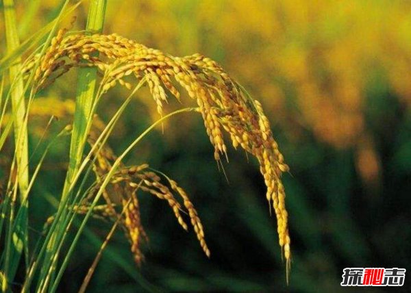 世界上最神奇特别的稻谷 海稻是在海水中生长的稻谷？