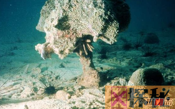 为什么要保护珊瑚礁?珊瑚礁消失的10大原因揭秘