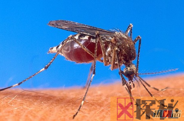 蚊子传播的疾病有哪些?蚊子可以传播的10大疾病(最致命)