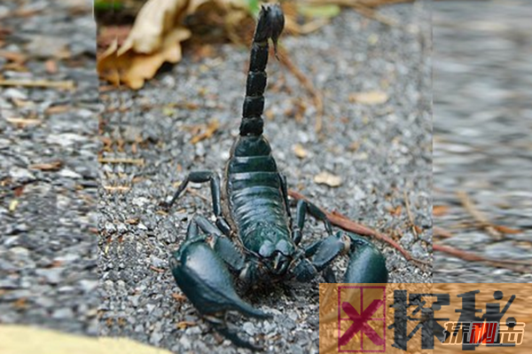 世界上十大最可怕的昆虫 第七吸血闻名,第三腿达300条
