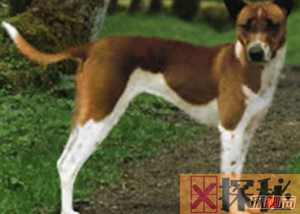 世界上10大最珍贵的狗品种 藏獒第八,第五寿命长达14岁