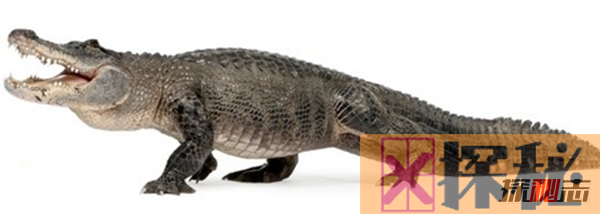 世界十大最忠实的动物 短吻鳄上榜,考拉排名第四