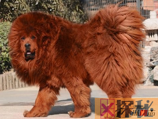 世界上10大最贵的宠物 阿拉伯马上榜,第一高达150万美元