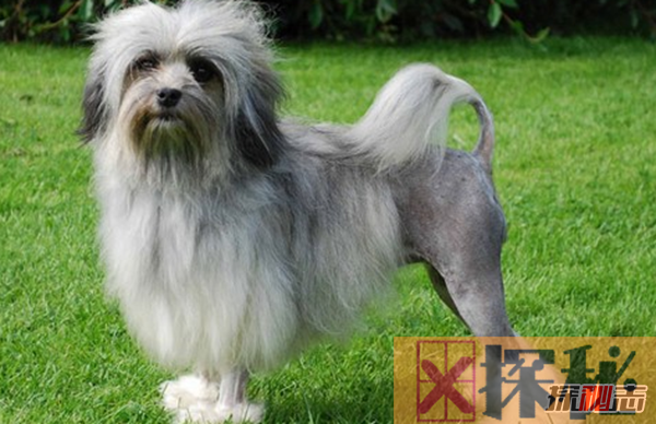 全球最贵的十大狗品种 中国无毛犬上榜,第一售价7000美元