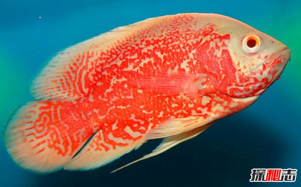 世界十大凶猛观赏鱼 黑色食人鱼咬合力为自身体重30倍