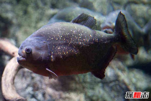 世界十大凶猛观赏鱼 黑色食人鱼咬合力为自身体重30倍