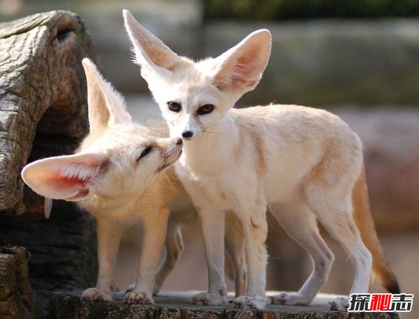 世界上最小的狐狸 耳廓狐个子娇小大耳朵超萌