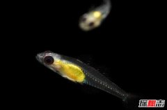 世界上最小的鱼 胖婴鱼仅七毫米长全身透明